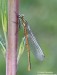 šidélko ruměnné (Vážky), Pyrrhosoma nymphula (Odonata)